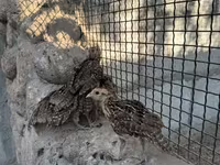 Guinea fowl — புகைப்படம் 3