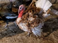 برونز — الصورة 1