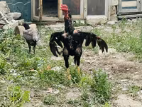 Chickens — عکس 3