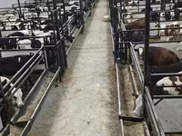Toro, Ganado vacuno — foto 1