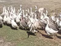 Geese — الصورة 5