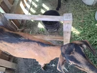 Koza, Nubian Goat — fotografija 6