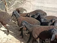Ovce (šarže, pohlaví neuvedeno), Tajik sheep — foto 3