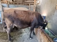 Kuh, Swiss cattle — Foto 5