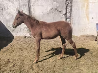 Cal, Thoroughbred horse — foto 2