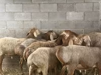 Вівця, Arashan sheep — фото 5