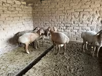 Cừu đực, Rhon sheep — ảnh 7
