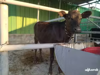 牛只（批次，未指定性别）, Cattle — 照片 4