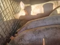 Babi (lot, jantina tidak dinyatakan), Крупная белая — foto 2