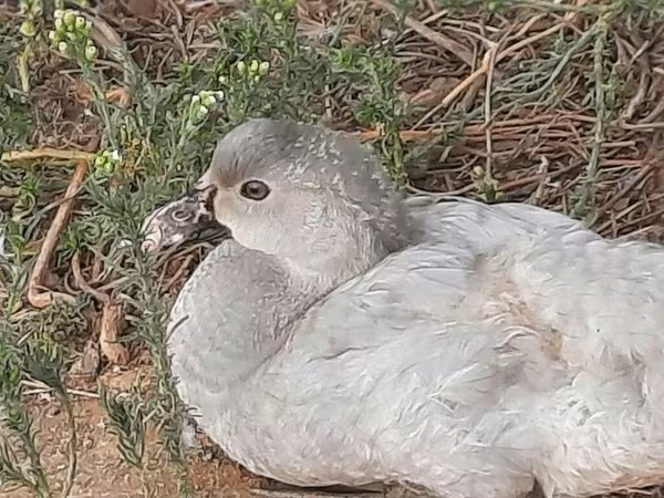 Lavanda