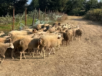Montone, Pecore — foto 1