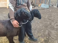 Domba jantan, Sheep — foto 7