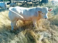 Бұқа, Charolais cattle — 2-сурет