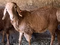 Montone, Arashan sheep — foto 5