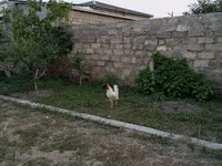 Chickens — foto 7