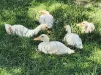Ducks — foto 1