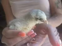 ஆர்பிங்டன் — புகைப்படம் 2