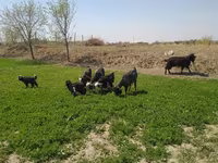 Capră, Capre — foto 3