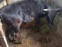 Bull, Cattle — photo 1
