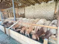 Cừu đực, Rhon sheep — ảnh 3