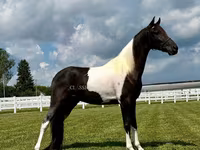雄馬, Tennessee Walking Horse — 写真 2