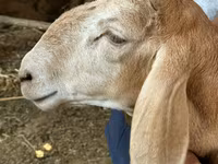 Koç, Arashan sheep — foto 2