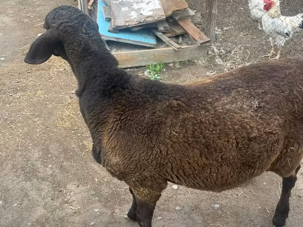 แกะตัวผู้, Rhon sheep