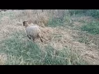 በግ, Sheep — ፎቶ 2