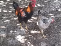 Chickens — عکس 3