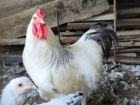 Brahma — foto 2