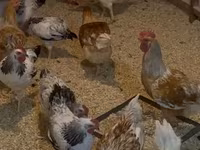 Chickens — عکس 2
