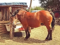 Mare, Horses — photo 1