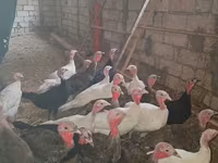 Turkeys — عکس 3