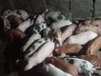 公猪, Pigs — 照片 6