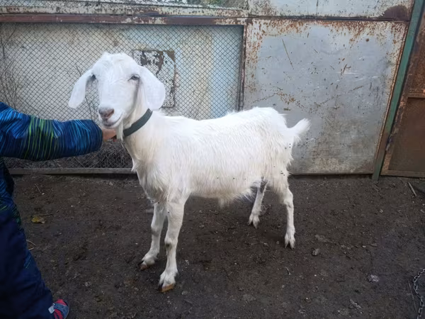 Koza, Nubian Goat