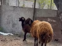 Cừu (lô, chưa xác định giới tính), Blackheaded Persian sheep — ảnh 2