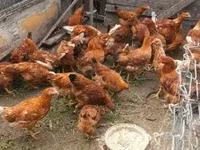 Chickens — zdjęcie 2