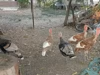 브론즈 — 사진 2