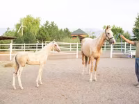 ม้าตัวเมีย, Akhal-Teke — รูปภาพ 2
