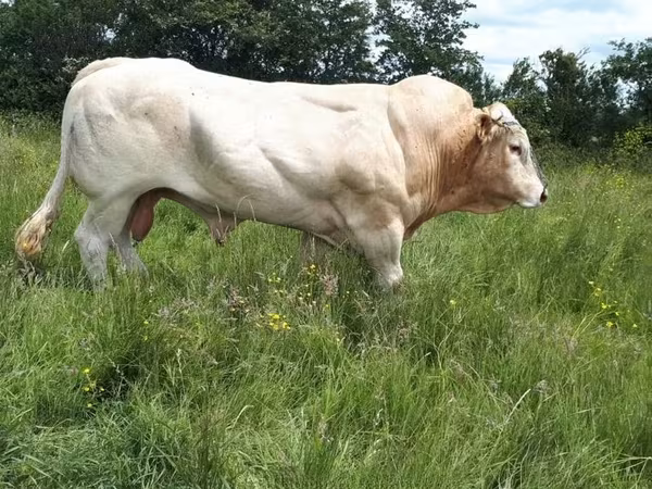 ხარი, Blonde d’Aquitane cattle