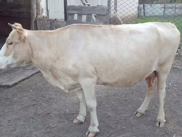 Lo’, Latvian Blue cattle
