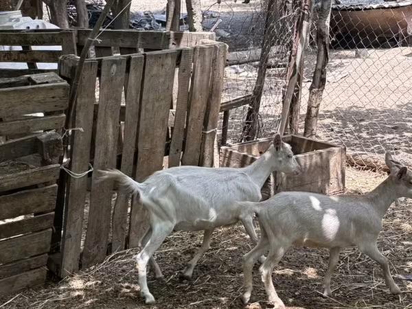 Koza, Saanen goat