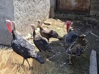 Turkeys — foto 4