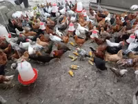Chickens — foto 1