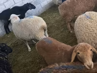 قوچ, گوسفند — عکس 3