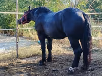 Faras, Horses — sawirka 2
