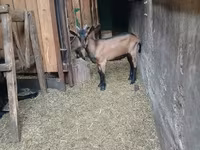 Kozel, Alpine goat — foto 7
