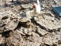 Chickens — foto 4