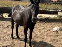 ঘোড়া, Kazakh horse — ছবি 6