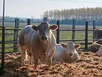 公牛, Simmental cattle — 照片 1